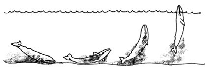 whale feeding