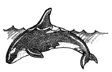 orca